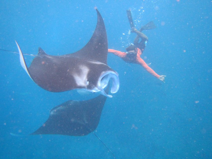 From Nusa Penida: 3 Spots Snorkeling Tour with Manta Rays - Kayaking through the mangroves