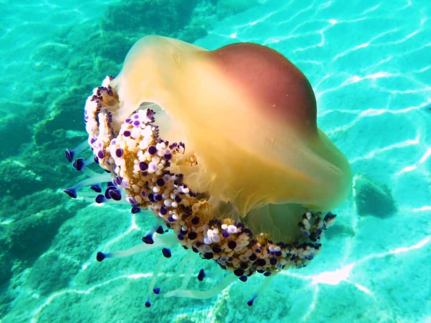 From Olbia: Dinghy Tour with Snorkeling to Tavolara Island - Weather, cancellations, and what to pack