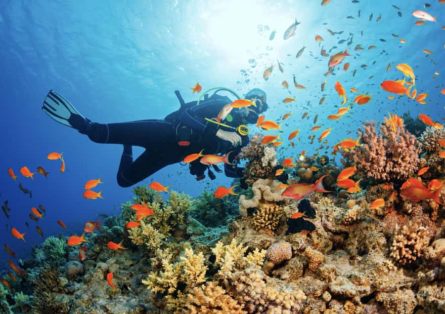 From Pattaya: Snorkeling or Beginner Scuba Diving Tour - Learning the basics before entering the sea