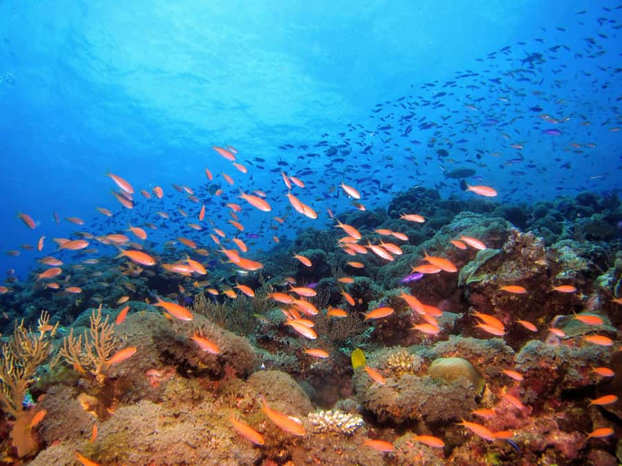 From Pattaya: Snorkeling or Beginner Scuba Diving Tour - Seven possible sites around Pattaya