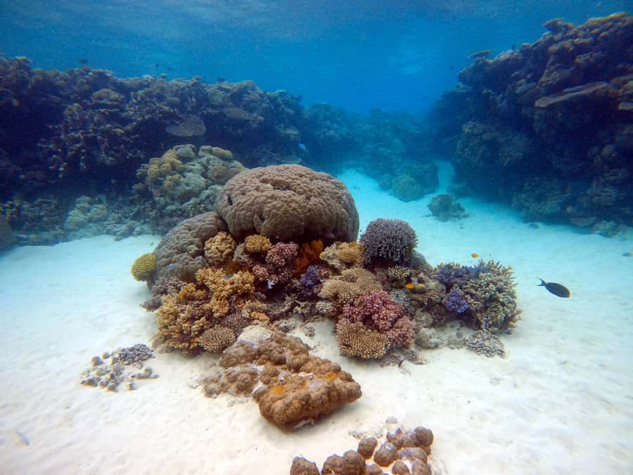 From Pattaya: Snorkeling or Beginner Scuba Diving Tour - Choosing snorkeling, certified scuba, or beginner scuba