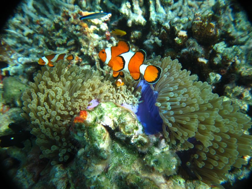 From Phi Phi: Full Day Snorkeling Trip by Longtail Boat - Viking Cave and Pi Leh Lagoon