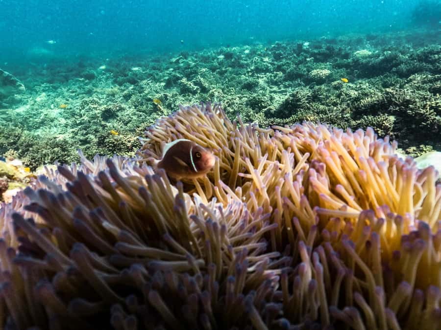 From Phuket: Lazy Snorkel & Explore at Bamboo & Phi Phi - My Verdict on Bamboo and Phi Phi