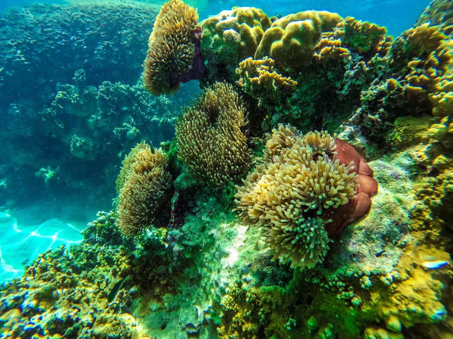 From Phuket: Lazy Snorkel & Explore at Bamboo & Phi Phi - Who Should Book This Phuket Day Trip?
