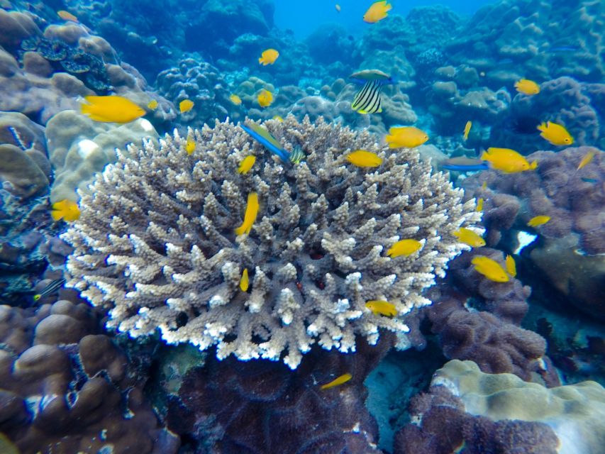 From Phuket: Phi Phi and Maya Bay Snorkeling by Speedboat - The crew, guide, and optional photography