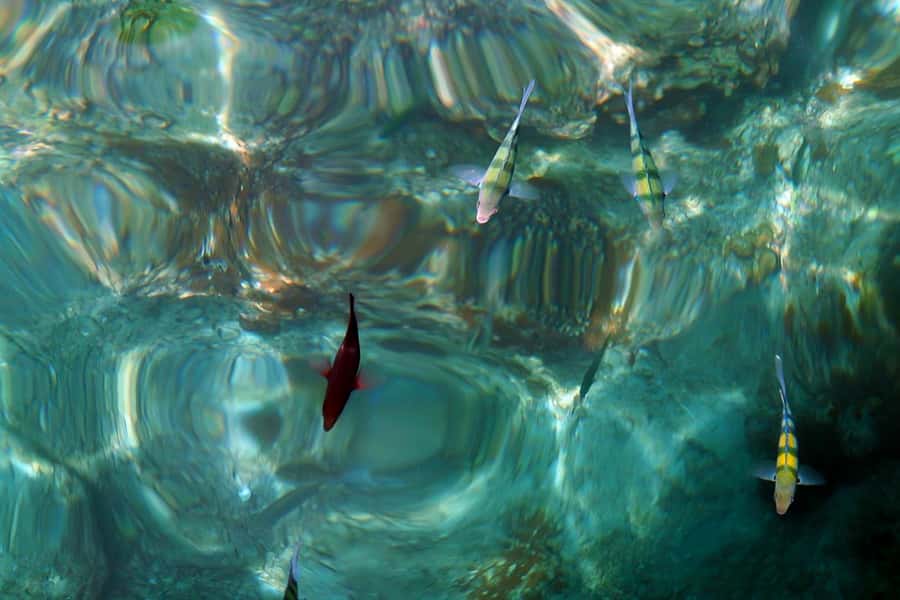 From Phuket: Phi Phi and Maya Bay Snorkeling by Speedboat - Cruising past Camel Rock and Nui Bay
