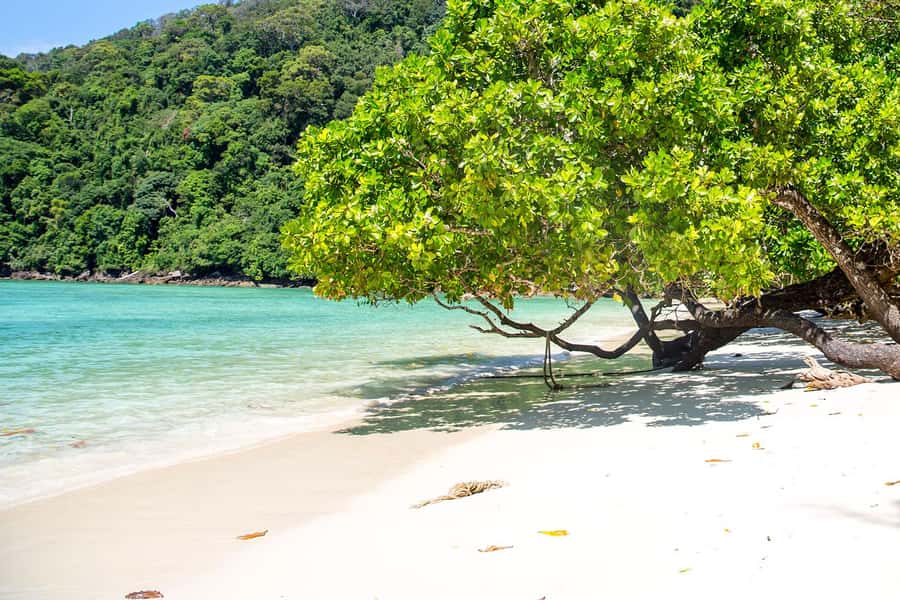 From Phuket: Surin Islands Snorkeling Trip - Lunch at the national park