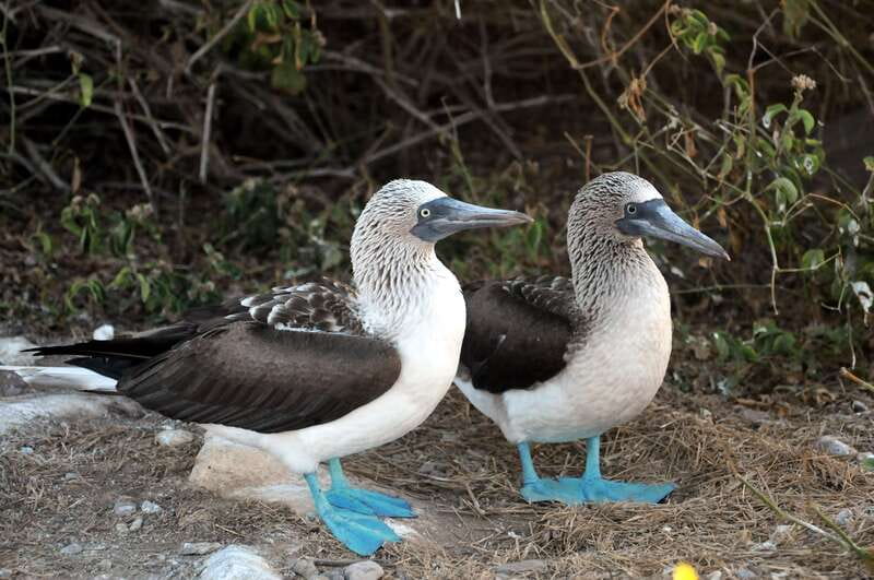 From Puerto Vallarta: Marieta Islands Snorkeling Trip - Timing, restrictions, and practical preparation