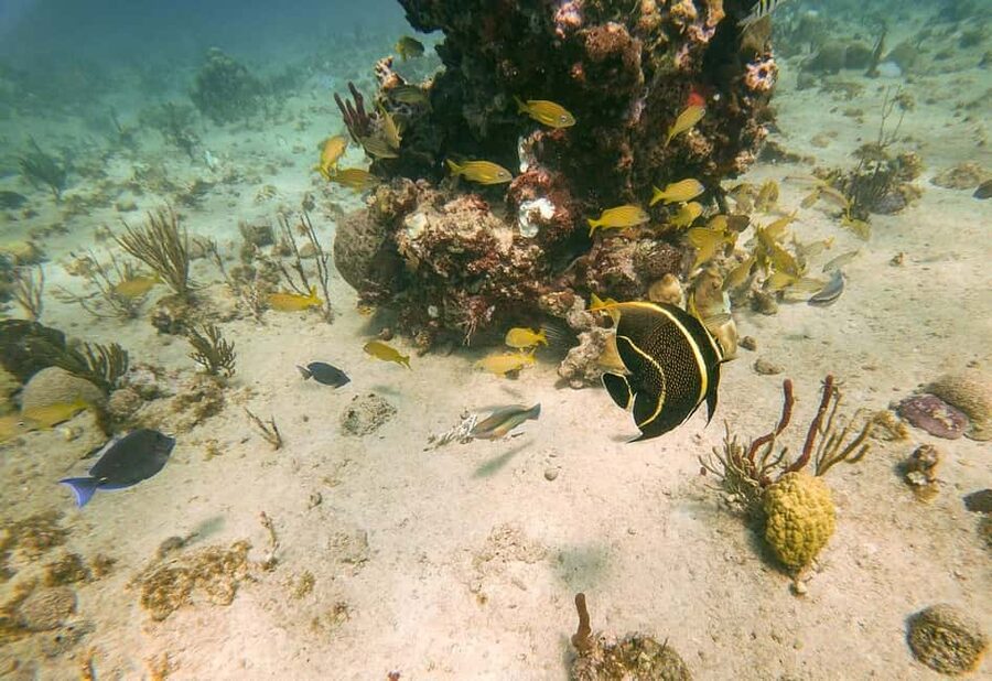 From Punta Cana or Bayahibe: Catalina Island with Snorkeling - FAQ