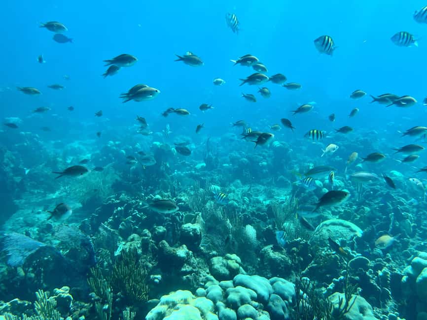From Punta Cana: Small Group Catalina Island Snorkeling Tour - From Punta Cana to Bayahibe and Catalina Island