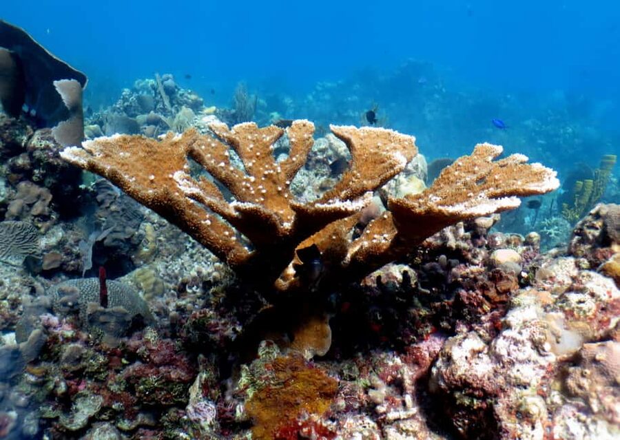 From Punta Cana: Small Group Catalina Island Snorkeling Tour - A 45-foot boat with a manageable group size