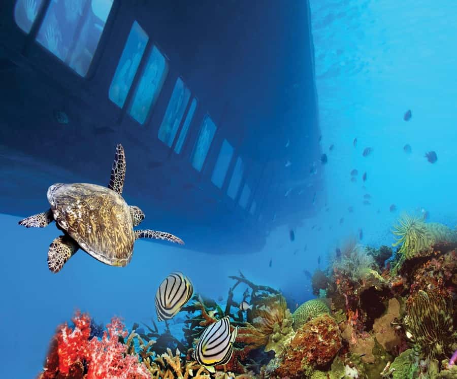 From Safaga: Royal Seascope Submarine with Snorkeling - Timing, cancellation, and accessibility