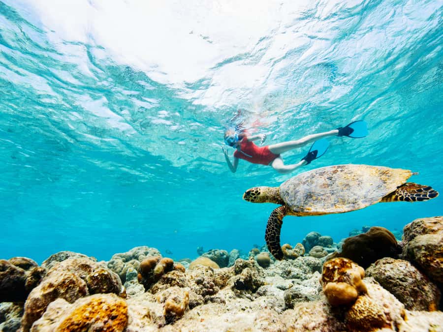 From Samui: Koh Tao and Nangyuan Snorkeling Tour Day Trip - At a glance: five things to know
