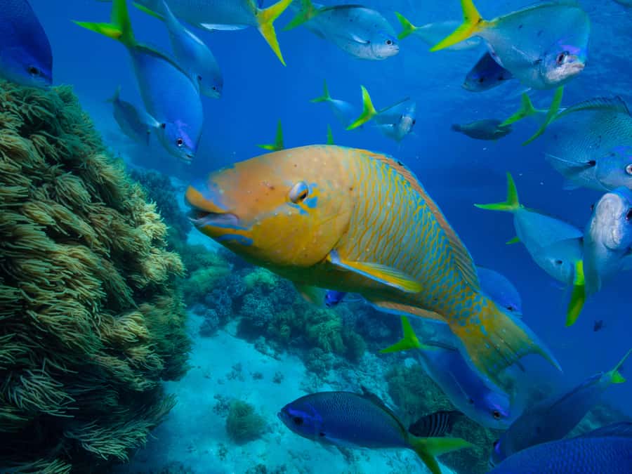 From Samui: Koh Tao and Nangyuan Snorkeling Tour Day Trip - Koh Tao’s coral reefs and tropical fish