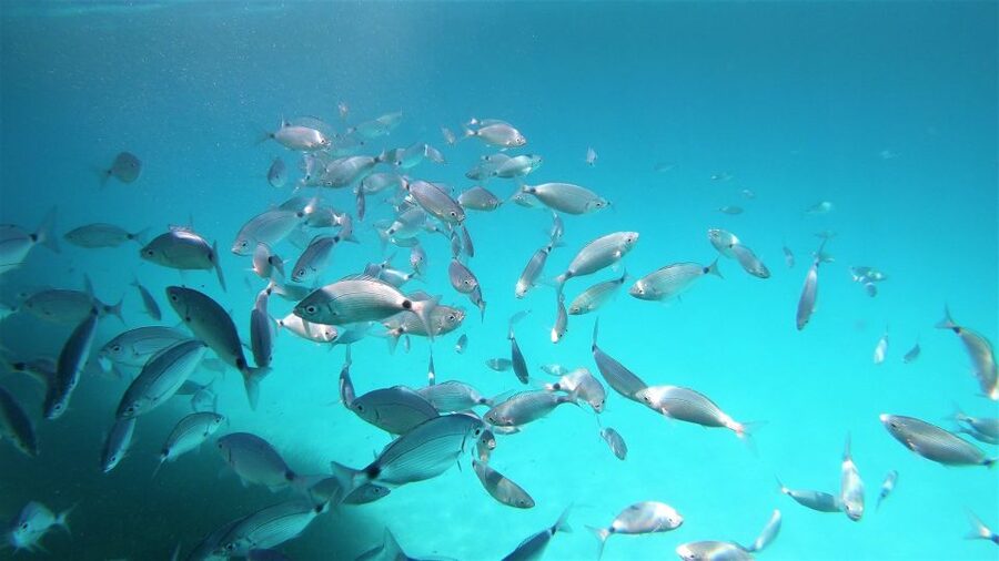 From San Teodoro: snorkeling in the pools of Molara - Key details before you book