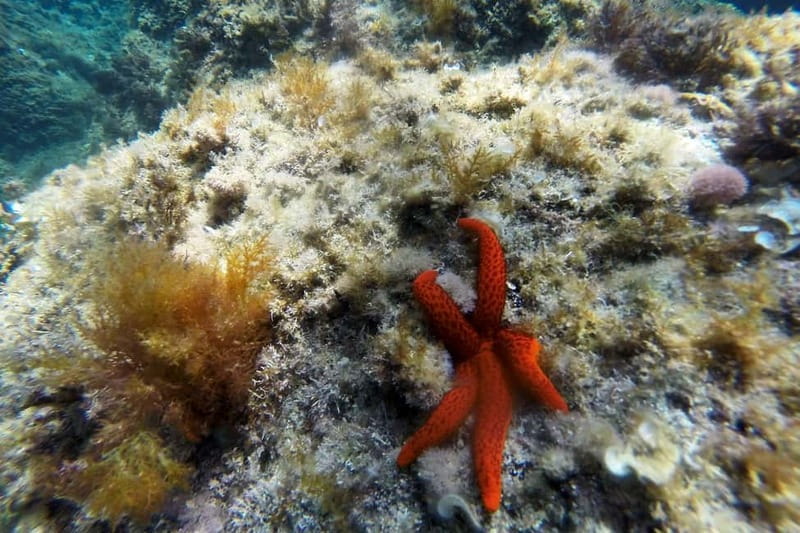 From Sant Feliu de Guíxols: Kayak and Snorkel in Costa Brava - Why Sant Feliu de Guíxols is a good launch point