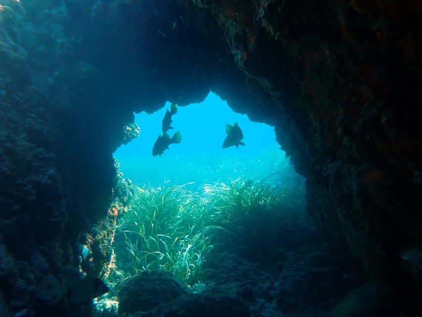 From Santa Pola: Snorkel Trip in Tabarca Island - Key points at a glance