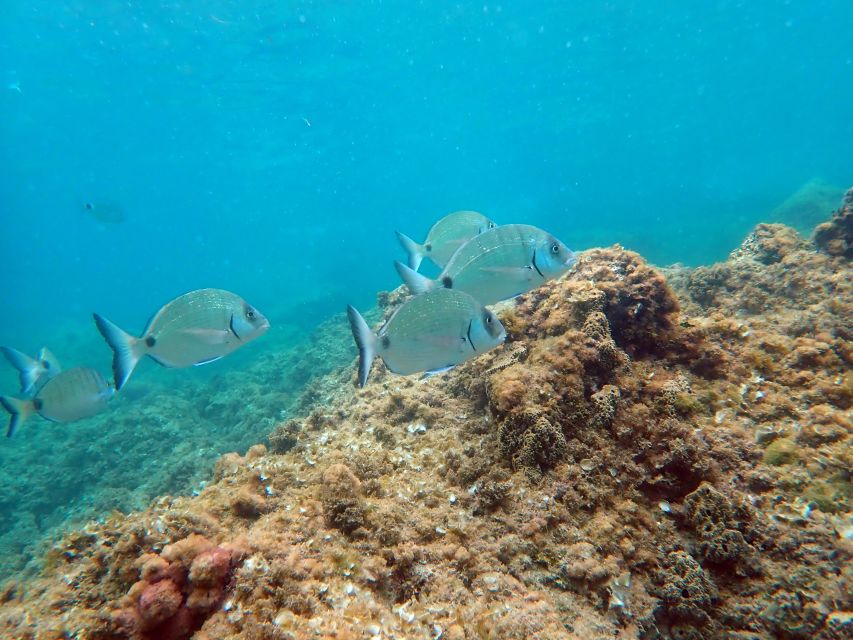 From Santa Pola: Snorkel Trip in Tabarca Island - Setting out from Santa Pola