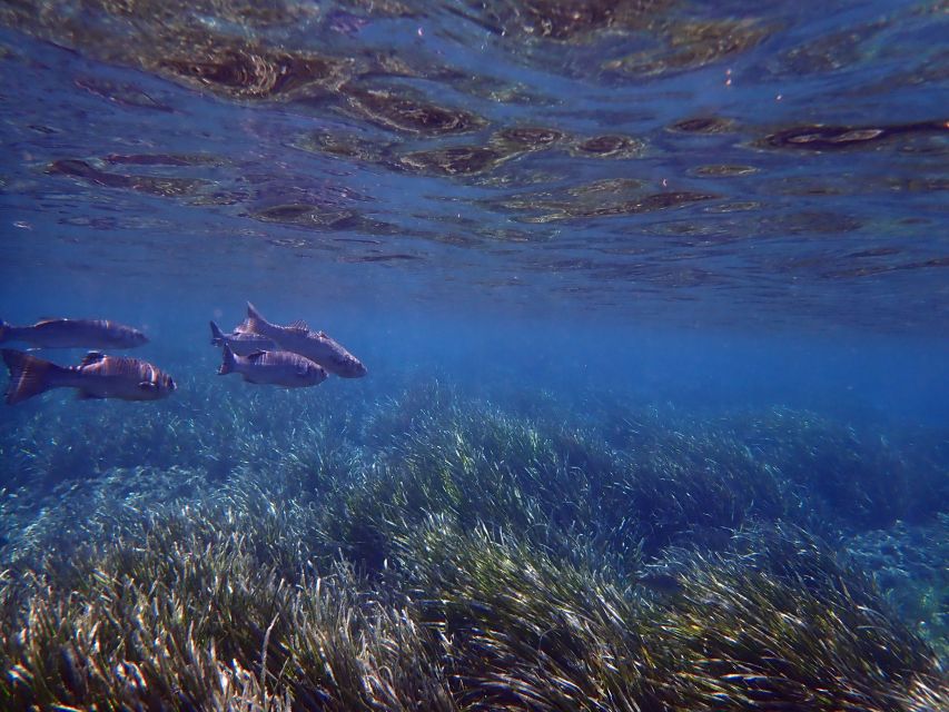 From Santa Pola: Snorkel Trip in Tabarca Island - Getting comfortable with the mask and tube