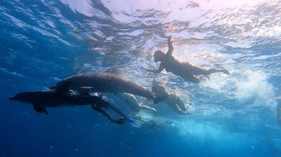 From Sharm: White Island and Ras Mohamed Snorkeling Trip - Who should book this boat trip?