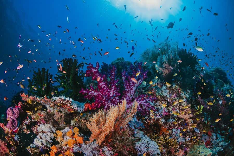 From Sharm: White Island and Ras Mohamed Snorkeling Trip - What the guides do well in the water
