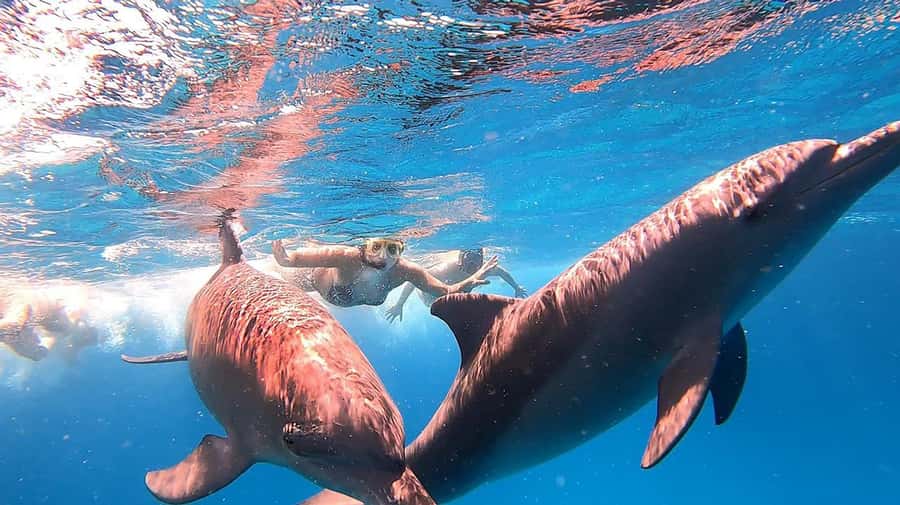 From Sharm: White Island and Ras Mohamed Snorkeling Trip - Buffet lunch on the yacht