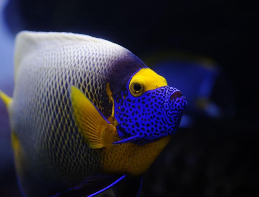 From Sharm: White Island and Ras Mohamed Snorkeling Trip - Is $29 good value?