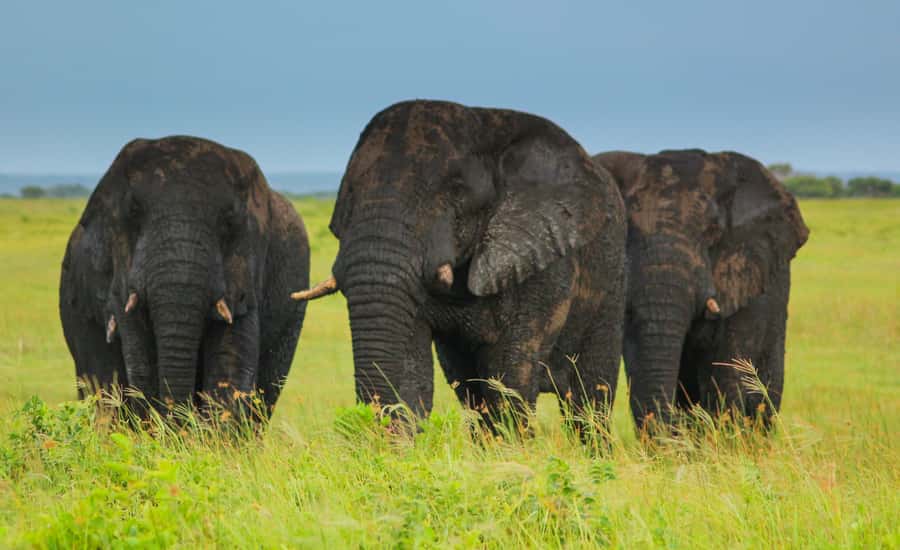 From St Lucia: Cape Vidal Full-Day Snorkeling Safari - Learning a little Zulu along the way