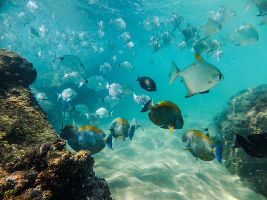 From St Lucia: Cape Vidal Full-Day Snorkeling Safari - Breakfast, braai lunch, and the value of a full day