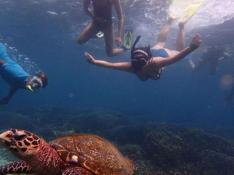 From Uppuveli Beach: Pigeon Island Snorkeling Tour - What you can see under the water