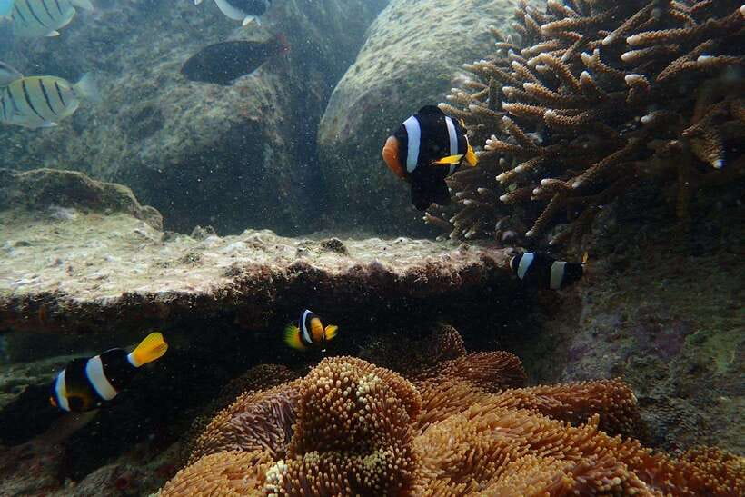 From Uppuveli Beach: Pigeon Island Snorkeling Tour - How the guided snorkeling works