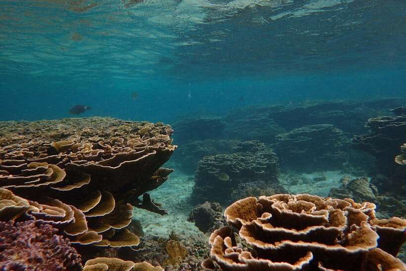From Uppuveli Beach: Pigeon Island Snorkeling Tour - Snorkel time, pace, and the small-group advantage
