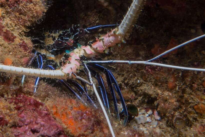 From Uppuveli Beach: Pigeon Island Snorkeling Tour - Who should book this experience?