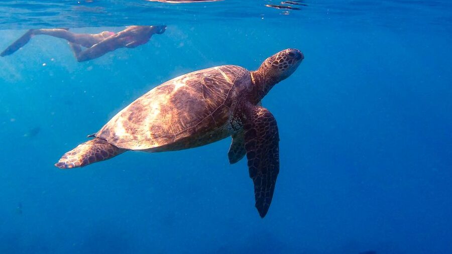 From Waikiki: Turtle Canyon Snorkeling Tour - Why Turtle Canyon works for a short Waikiki outing