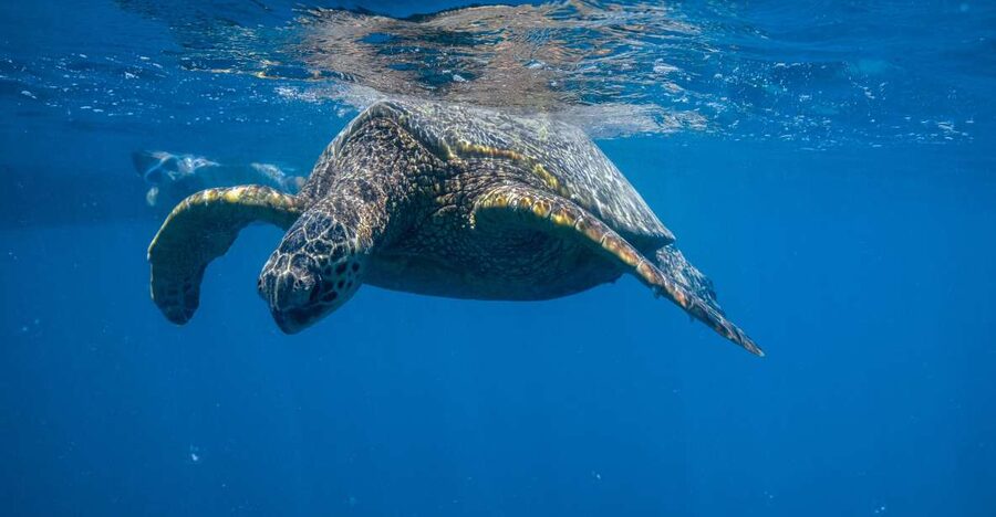 From Waikiki: Turtle Canyon Snorkeling Tour - The 15-minute cruise from Honolulu to the reef