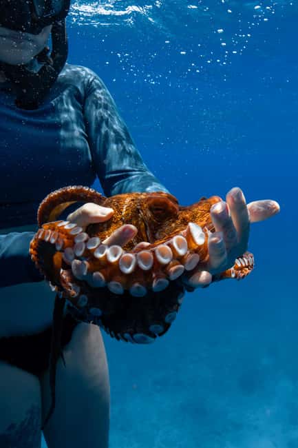 From Waikiki: Turtle Canyon Snorkeling Tour - Guides who make beginners feel safe