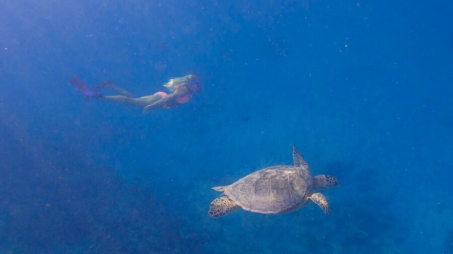From Waikiki: Turtle Canyon Snorkeling Tour - Who will enjoy this Turtle Canyon tour most