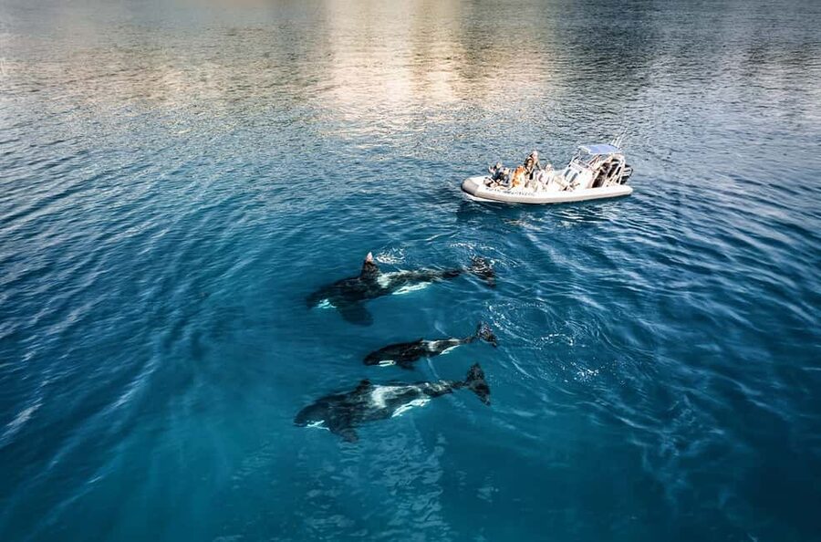 From Whitianga: Cathedral Cove Cruise with Snorkeling - Orua Sea Cave and its unusual soundtrack