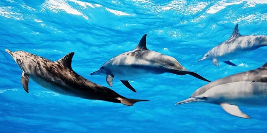 From Zanzibar: Mnemba Boat Tour with Snorkeling & Dolphine - Snorkeling Around Mnemba Atoll