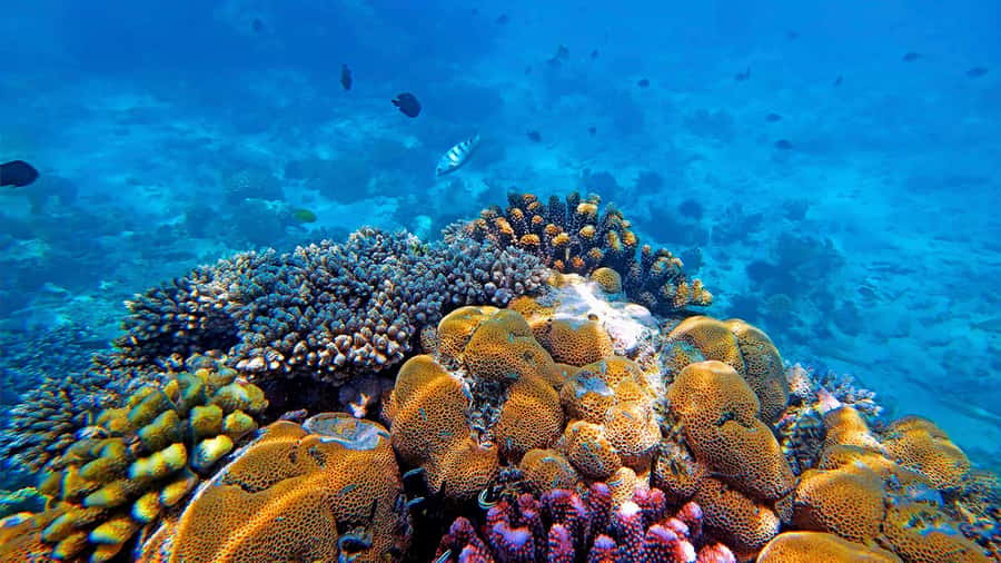 From Zanzibar: Mnemba Boat Tour with Snorkeling & Dolphine - Who Will Enjoy This Morning Most?