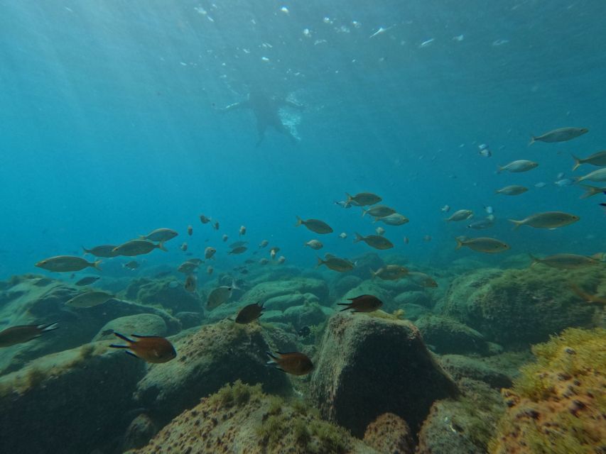 Fuerteventura: Guided Snorkeling in La Lajita with Pickup - Key points to know before booking