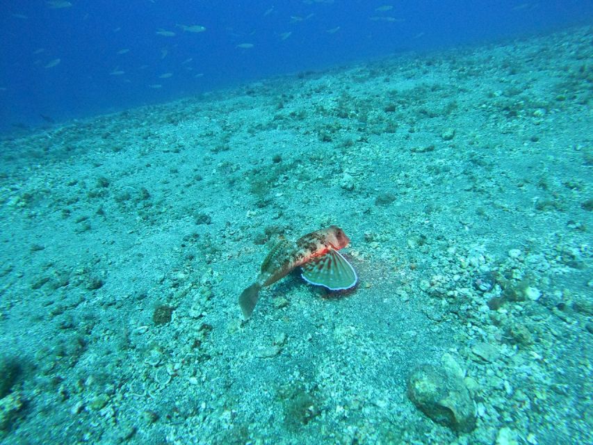 Fuerteventura: Guided Snorkeling in La Lajita with Pickup - Practical tips for a smoother outing