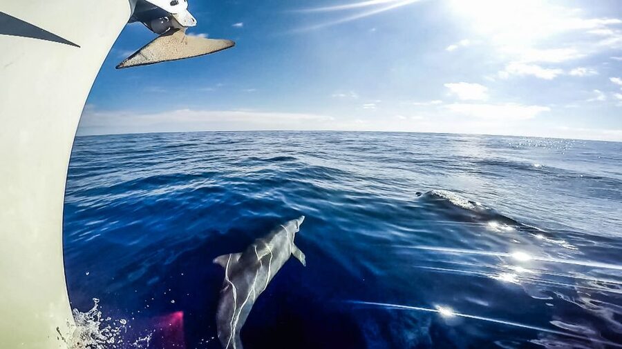 Fuerteventura: Sailing with Snorkeling and Dolphin Watching - Who will enjoy this boat trip most