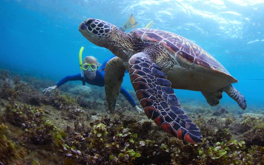 Fujairah: Snorkeling and Watersports at Snoopy Island - Arriving at the Beach and Getting Oriented
