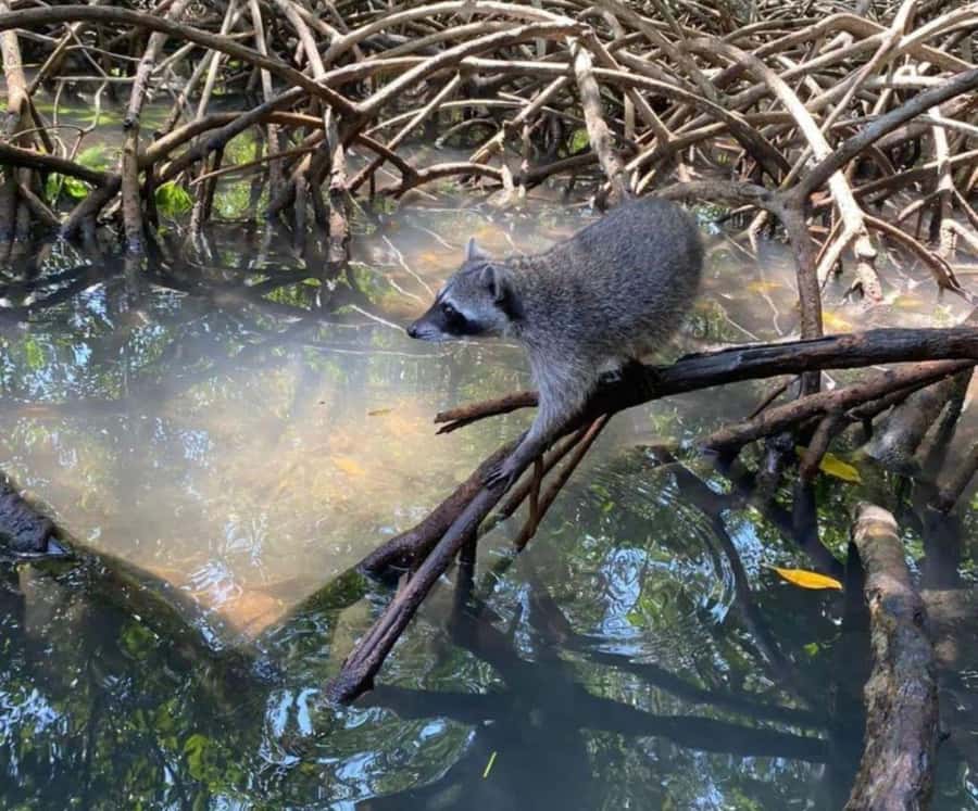 Full Day Barú island: Mangrove +Snorkel + Sunset + Plankton - Key points to know before booking