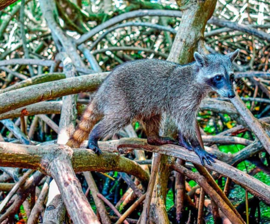 Full Day Barú island: Mangrove +Snorkel + Sunset + Plankton - Arriving at a beach club on Barú