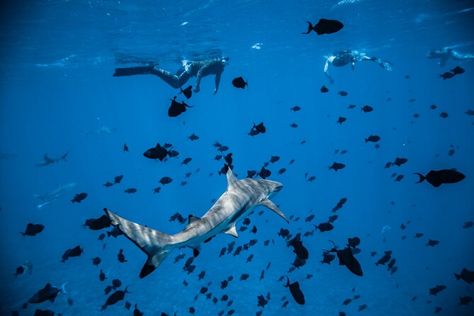 Full-Day Bora Bora Lagoon Cruise Including Snorkeling with Sharks and Stingrays - Coconut husking, music, and a short island walk