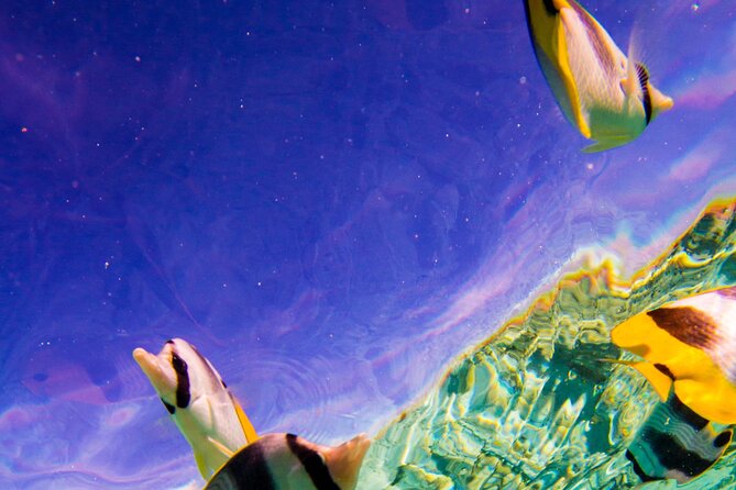 Full-Day Bora Bora Lagoon Cruise Including Snorkeling with Sharks and Stingrays - What the boat day feels like in poor weather