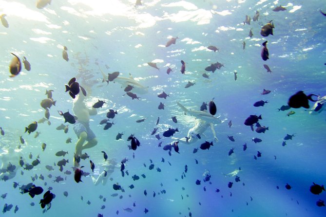 Full-Day Bora Bora Lagoon Cruise Including Snorkeling with Sharks and Stingrays - Stop one: shallow water with stingrays and black-tip sharks