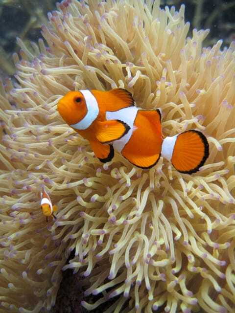 Full-Day Guided Snorkeling Tour from Kota Kinabalu - Key things to know before you book